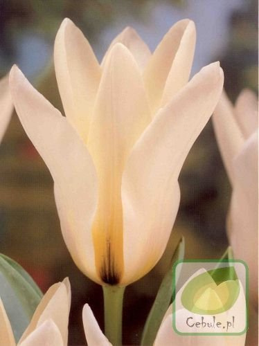 Tulipan White Emperor 11/12 .