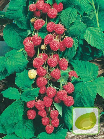 Zestaw Krzewy Owocowe