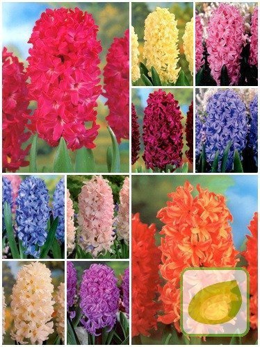 Zestaw Tanie Hiacynty