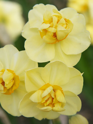 Narcyz Pełny (Narcissus) 'Yellow Cheerfulness' 4 szt.