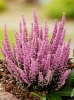 Wrzosiec (Erica carnea) 'Beauty Queen' w doniczce 17 cm - 1 szt.