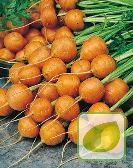 Nasiona Marchew Parijse Markt 4 - Wczesna Okrągła