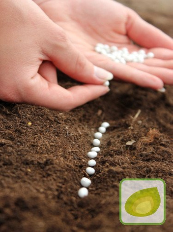 Nasiona OTOCZKOWANE Koper ogrodowy Bouquet