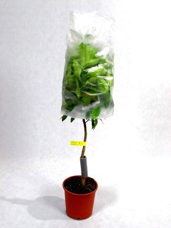 Drzewko Pomarańczowe w Doniczce 120 cm wysokości