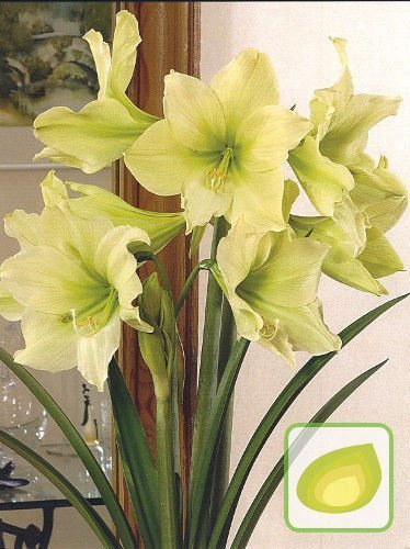 Amarylis Lemon Lime