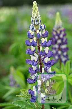 Łubin (Lupinus) Mix