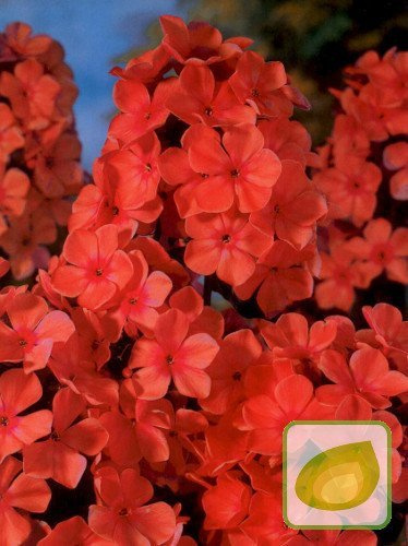Floks (Phlox) Orange Perfection