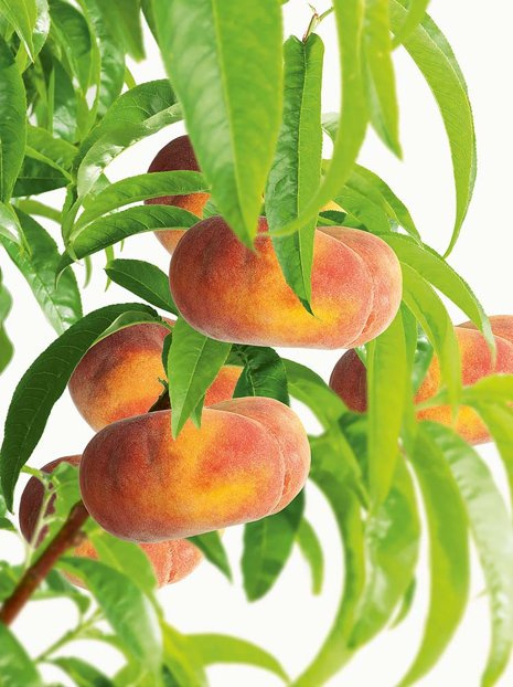 Brzoskwinia karłowa płasko-owocowa