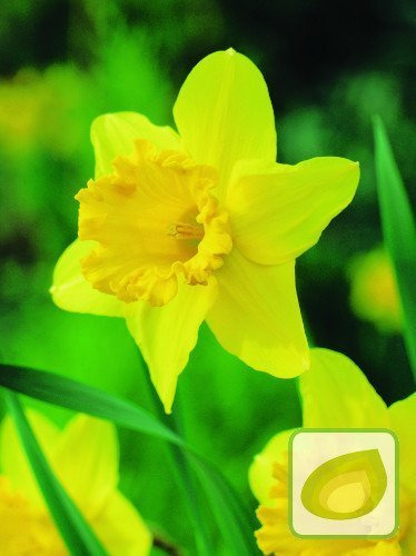 Narcyz Trąbkowy Żółty PROMOCJA