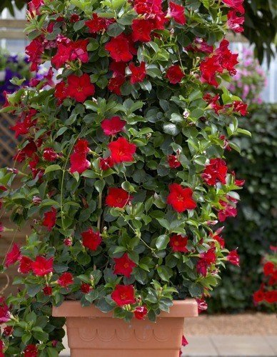 Sundaville/Dipladenia w Doniczce – Kwitnąca Sadzonka 80 cm wysokości