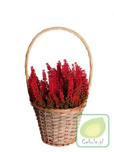 Wspaniała Kompozycja Koszyk z Pięknym Wrzosem