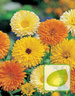 Nasiona Nagietek Lekarski - Calendula Officinalis