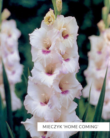 MEGA Zestaw Mieczyki 2