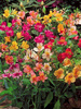 Alstremeria (Alstroemeria) Mix 5 szt.