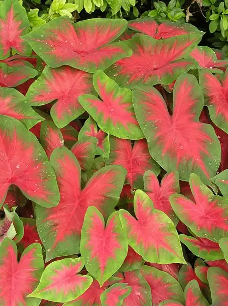 Obraźnica | Kaladium (Caladium) 'Cardinal'
