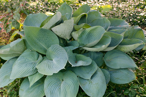Funkia (Hosta) 'Blue Angel'