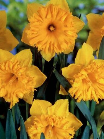 Narcyz Eclatant 4szt.