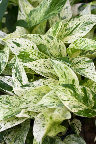 Epipremnum Marble (Epipremnum Pinnatum Marble Variegted)