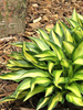 Funkia (Hosta) 'Lakeside Little Tuft'