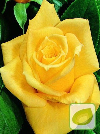 Zestaw Róże Wielkokwiatowe KOLORY