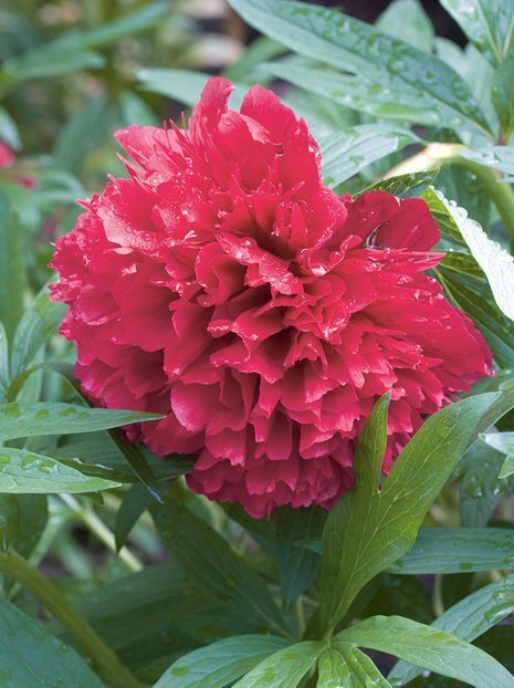 Piwonia (Paeonia) 'Rubra Plena' 1 szt.