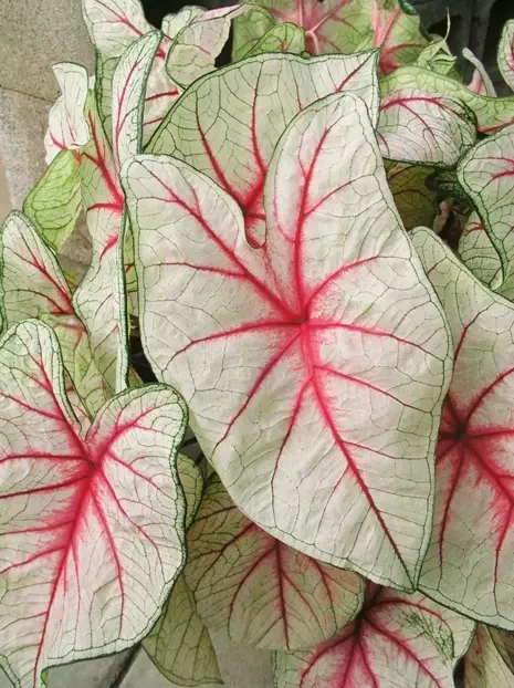 Obraźnica | Kaladium (Caladium) 'White Queen' 1 szt.