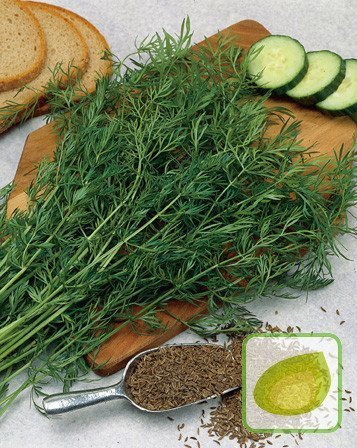 Nasiona Kminek Zwyczajny