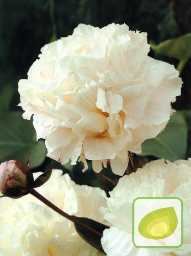 Piwonia (Paeonia) Shirley Temple