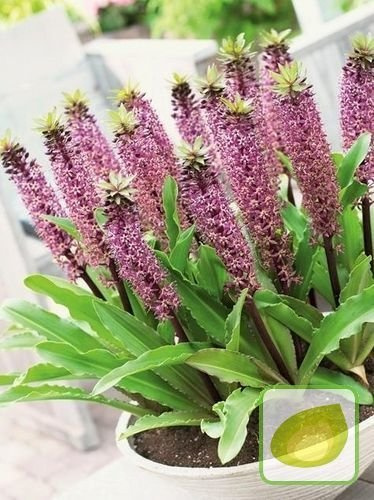 Eukomis (Eucomis) Twinkle Stars