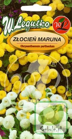 Nasiona Margerytka Pełna Biała - Chrysanthemum