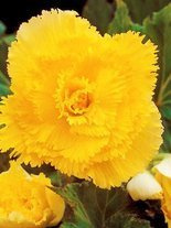 Begonia strzępiasta (Begonia fimbriata) Żółta 1 szt.