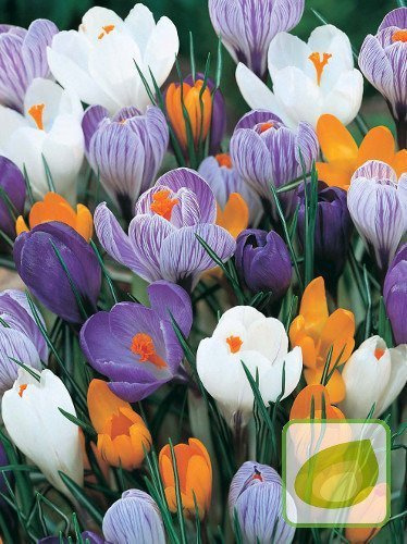 Krokus Botaniczny mix PROMOCJA
