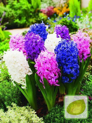 Hiacynt mix PROMOCJA