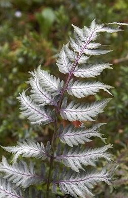 Wietlica Japońska (Athyrium) 'Pewter Lace' 1 szt.