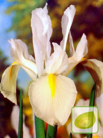 Zestaw Kosaćce Holenderskie