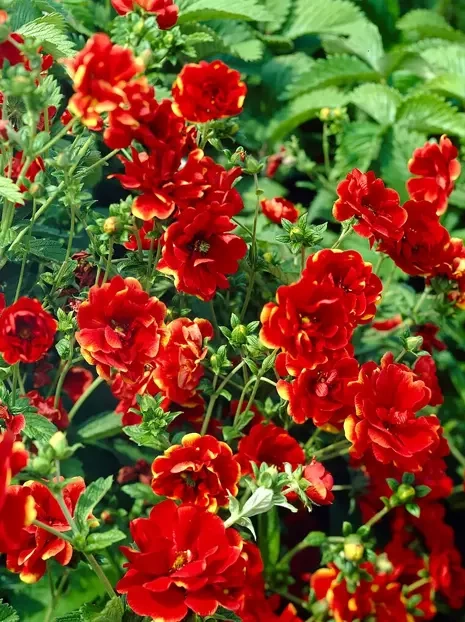 Pięciornik (Potentilla) 'Arc-en-Ciel'