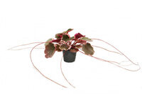 Skalnica rozłogowa 'Tricolor' (Saxifraga stolonifera)