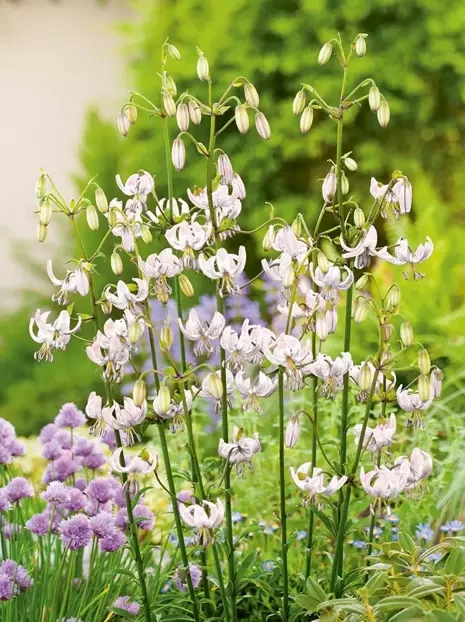 Lilia (Lilium) 'Snowy Morning'