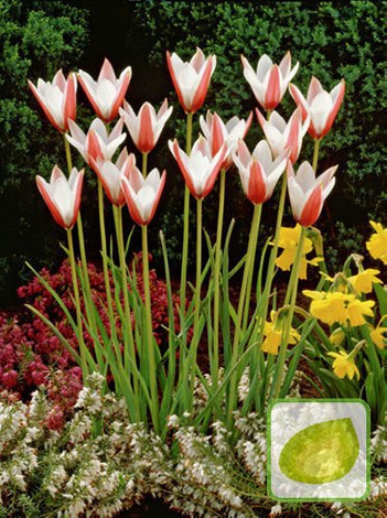 Zestaw Tulipany Botaniczne 3