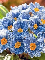 Pierwiosnek (Primula) 'Blue Zebra'