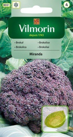 Nasiona Brokuł FIOLETOWY Miranda - średnio późny