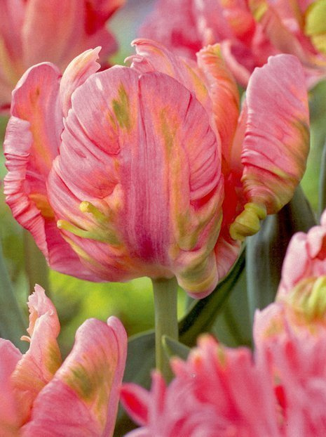 Tulipan Papuzi (Tulipa) 'Air' 3 szt.