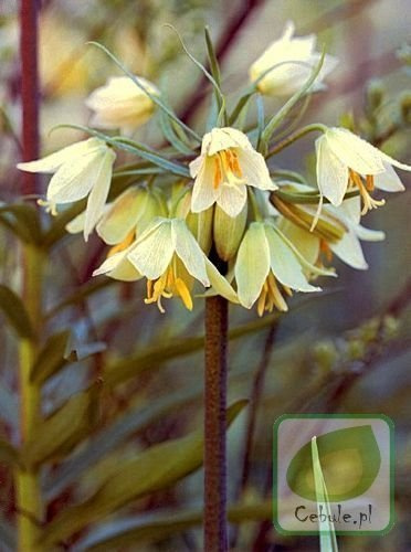 Frittilaria RADDEANA 18/+