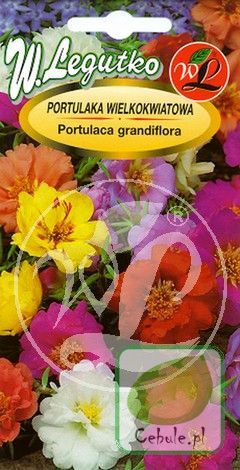 Nasiona Portulaka Wielkokwiatowa Dywan Z Kwiatów