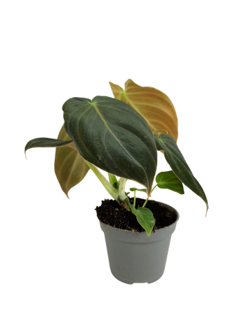 Filodendron Melanochrysum (Philodendron Melanochrysum)
