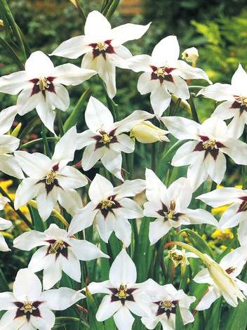 Mieczyk abisyński (Acidanthera bicolor)