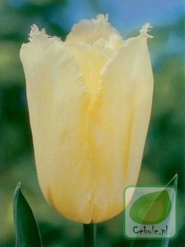 Tulipan ROYAL SPHINX 11/12