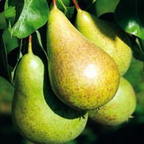 Grusza 'Konferencja'