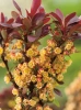 Berberys (Berberis thunbergii) 'Bagatelle'