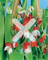 Nasiona Fasola Ozdobna Pnąca